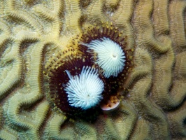 Christmas Tree Worm IMG 3362